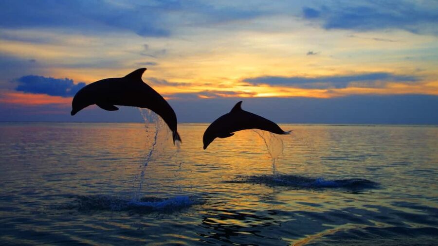 Rovinj: Sunset Speedboat Tour with Dolphin Watching - Key points to know before you book