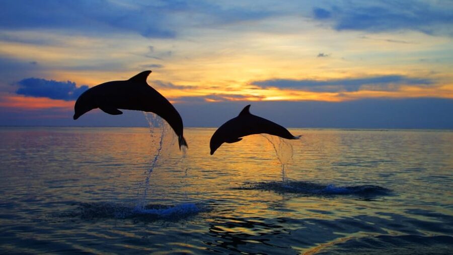 Rovinj: Sunset Speedboat Tour with Dolphin Watching - What the boat ride feels like