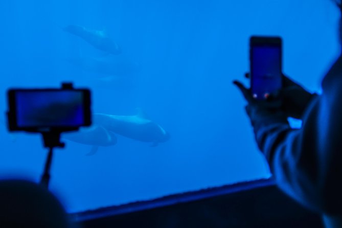 Royal Delfin - 2Hour Sustainable Dolphin & Whale Watching Mini Cruise - From Playa de las Américas to open water