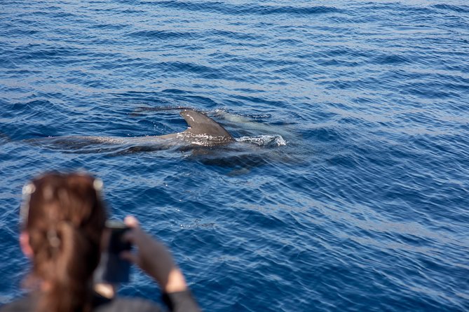 Royal Delfin - 2Hour Sustainable Dolphin & Whale Watching Mini Cruise - The boat, seating, and onboard comfort