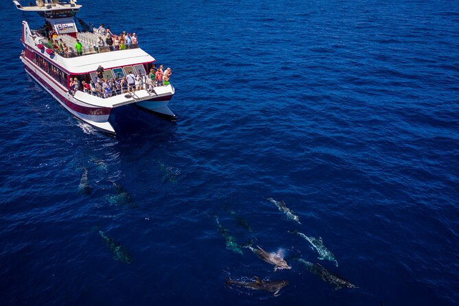 Royal Delfin - 2Hour Sustainable Dolphin & Whale Watching Mini Cruise - The two-hour route and what you will see