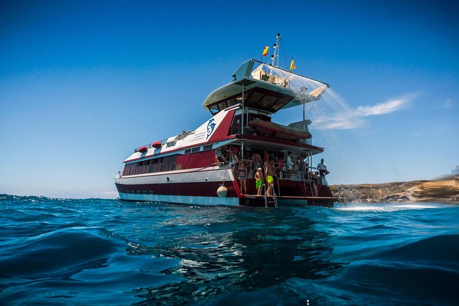 Royal Delfin 3H Dolphin & Whale Watching! Swimming & Lunch! - Sailing from Puerto Colón at 10:30 a.m.