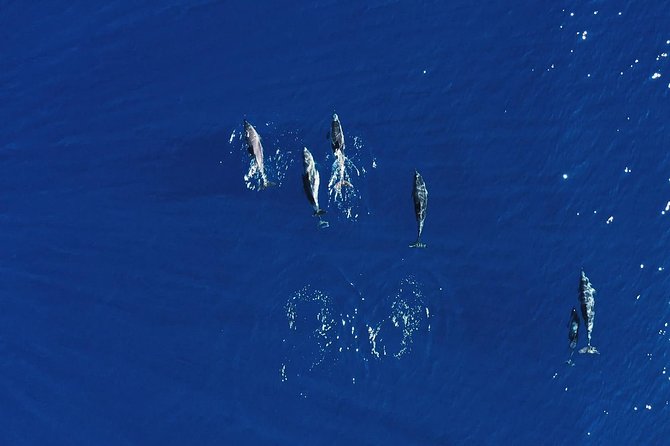 Royal Delfin 3H Dolphin & Whale Watching! Swimming & Lunch! - Whale and dolphin watching near Tenerife