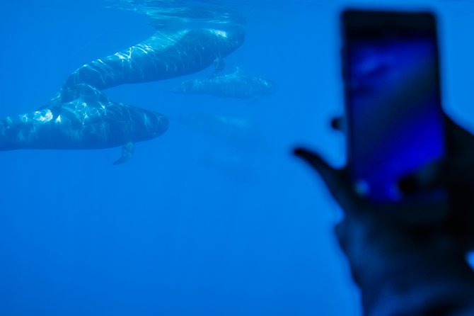 Royal Delfin - 4'5H Dolphin & Whale Watching - Los Gigantes Masca - Lunch & Swim - Los Gigantes and the Masca Bay swim
