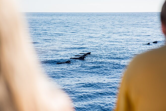 Royal Delfin - 4'5H Dolphin & Whale Watching - Los Gigantes Masca - Lunch & Swim - Searching for dolphins and pilot whales