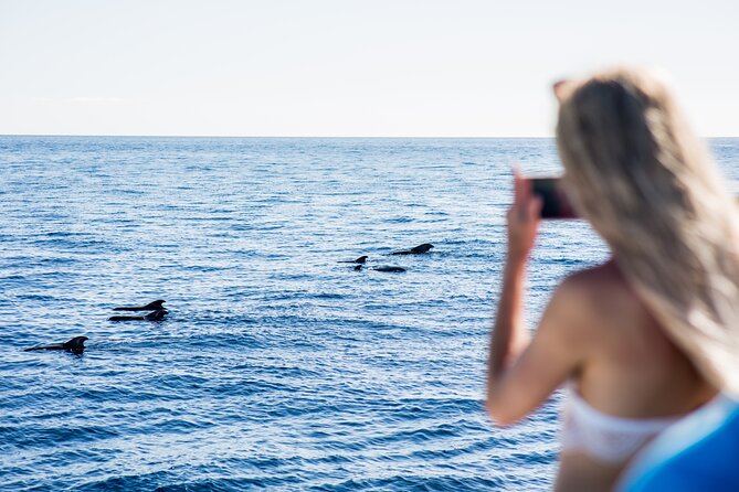 Royal Dolphin Whale watching excursion - Searching for Dolphins and Whales