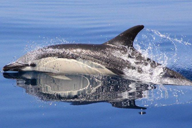 Safari & Boat Tour - Mountains & Dolphins - The 30-minute ride into the Algarve interior