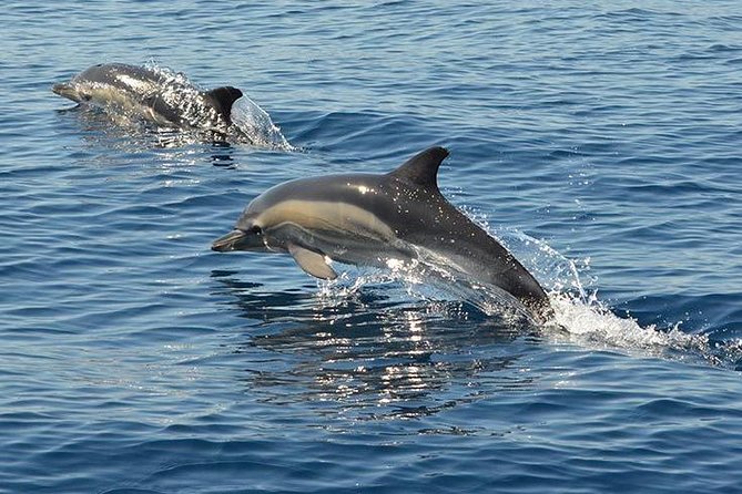 Safari & Boat Tour - Mountains & Dolphins - Who should book this tour?