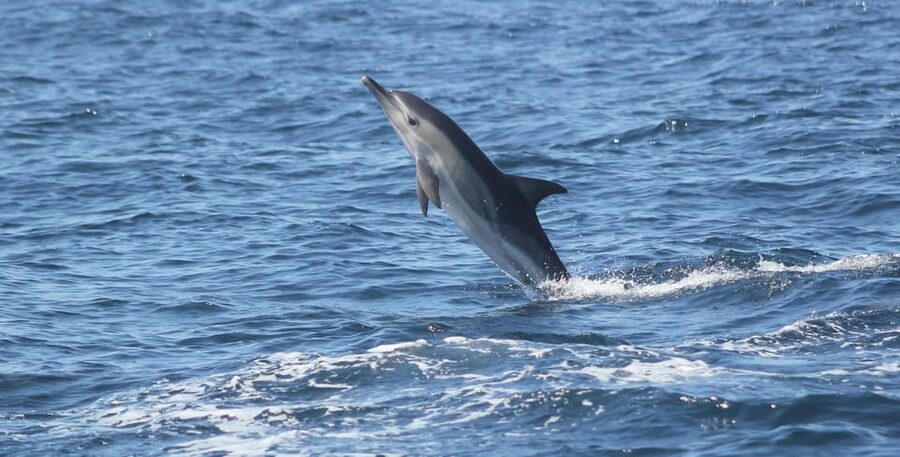 Sagres: Dolphin Watching Tour - A close encounter can be wonderfully personal