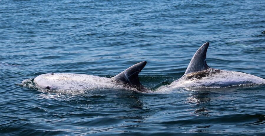 Sagres Wildlife Adventure: Dolphin and Whale Watching Tour - What recent sightings can tell you