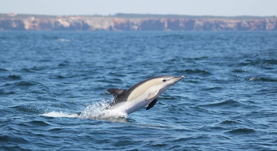 Sagres Wildlife Adventure: Dolphin and Whale Watching Tour - Comfort, safety, and the open sea