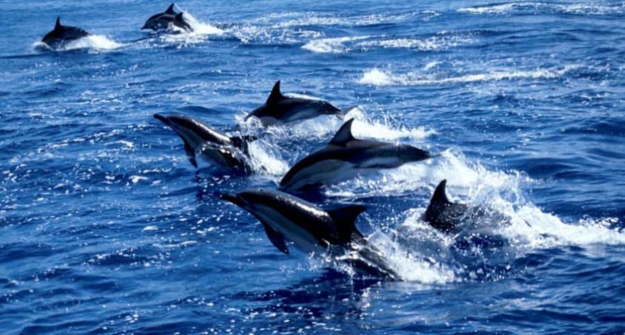 Salaam Cave Tour, Lunch at The Rock, Mnemba Dolphin Tour - The nine-hour schedule needs realistic expectations