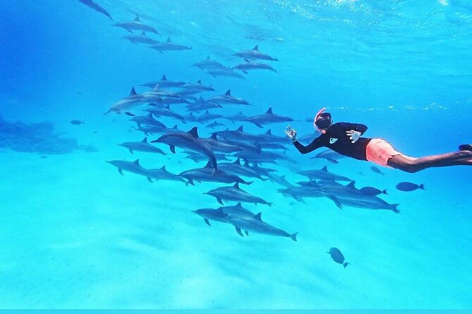 Samadai Dolphin House Snorkel Trip - Marsa Alam - Key points before you reserve