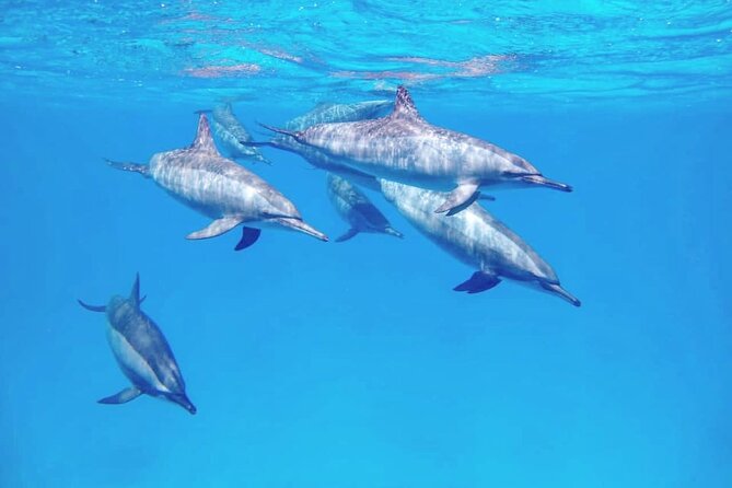 Samadai Dolphin House Snorkel Trip - Marsa Alam - Why Dolphin House is the star of the day