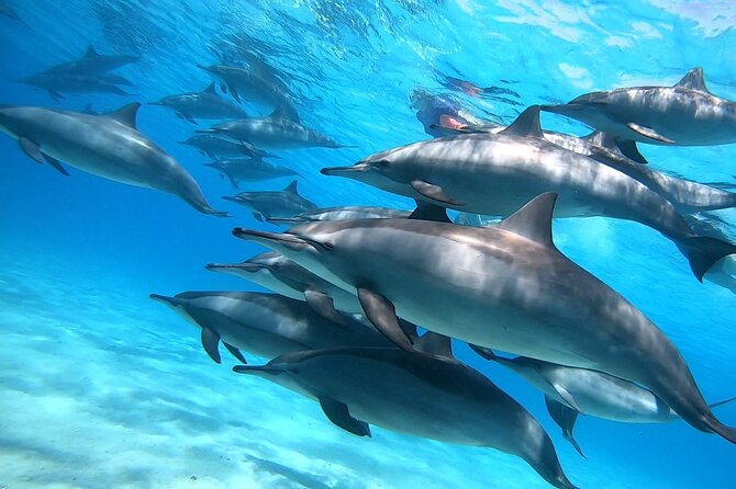 Samadai Dolphin House Snorkel Trip - Marsa Alam - The dolphin encounter, with realistic expectations