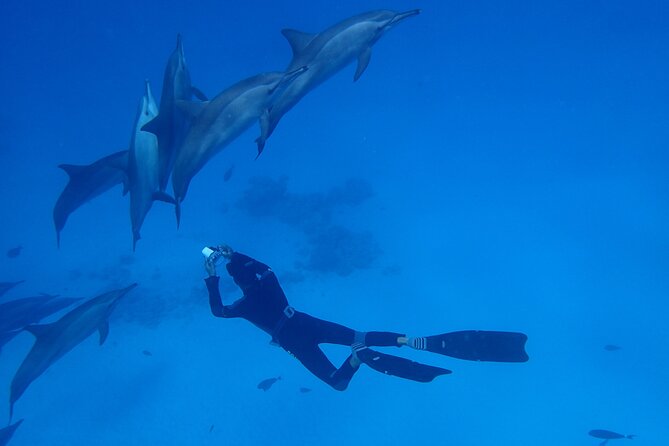 Samadai Dolphin House Snorkel Trip - Marsa Alam - Lunch and the pause between swims