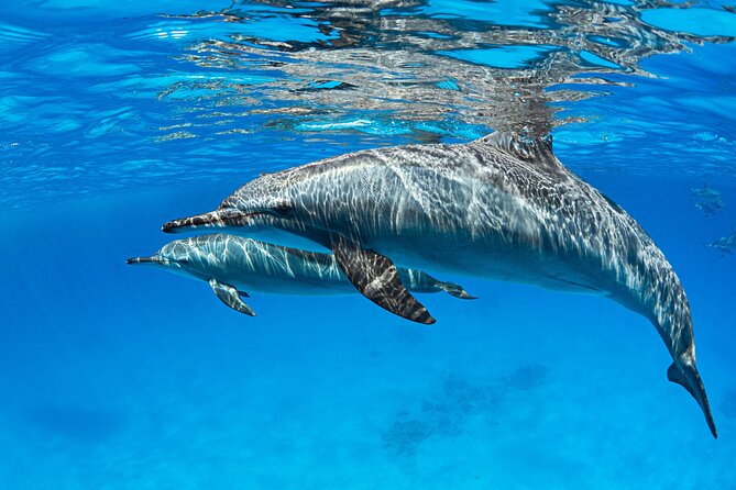 Samadai Dolphin House Snorkel Trip - Marsa Alam - How the $80 price works out
