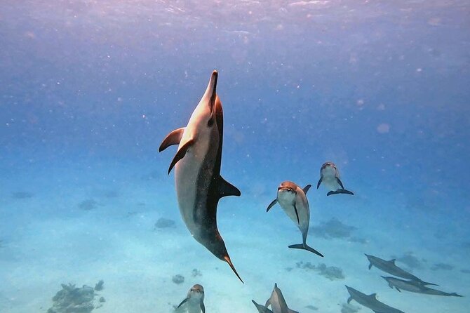 Samadai Dolphin House Snorkel Trip - Marsa Alam - Who will enjoy this trip most