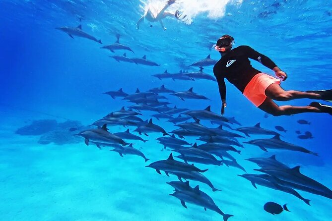 Samadai Dolphin House Snorkel Trip - Marsa Alam - The early start from Marsa Alam