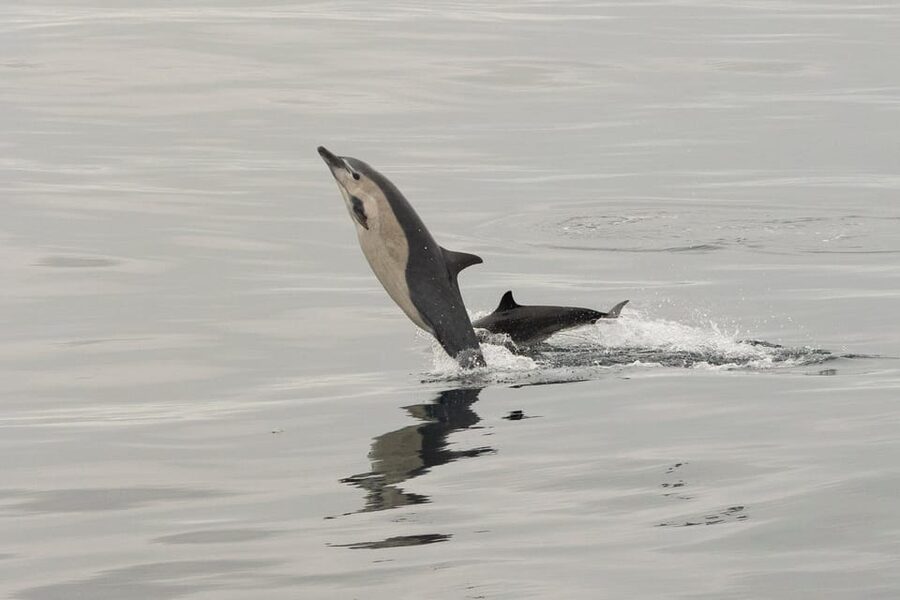 San Diego: Dolphin and Whale-Watching Sunset Cruise - Key points to know before booking