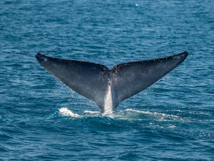 San Diego: Dolphin and Whale-Watching Sunset Cruise - What the first hour on the Pacific feels like