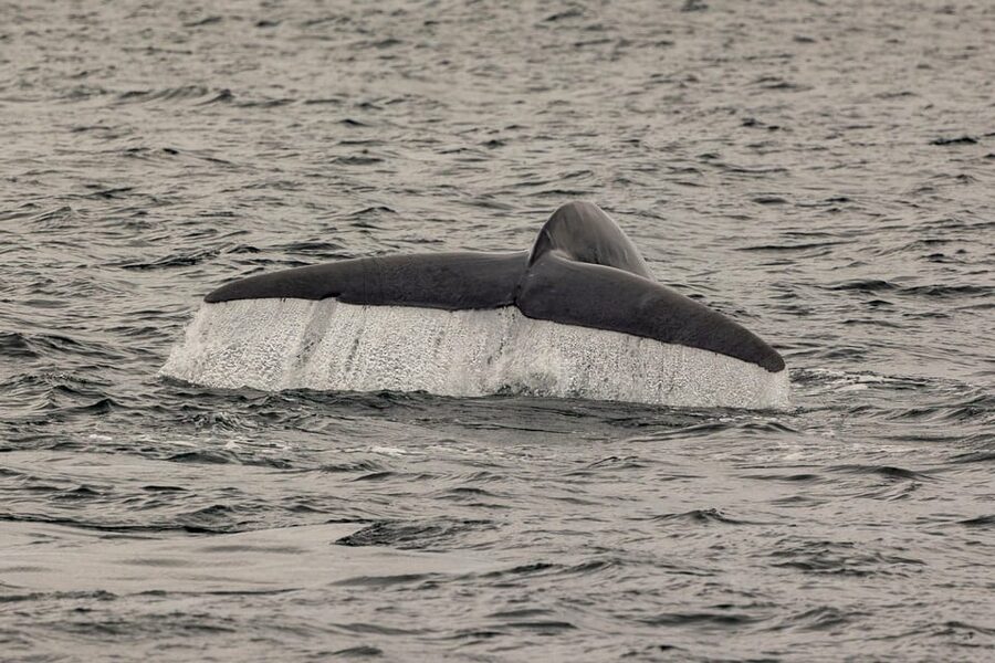 San Diego: Dolphin and Whale-Watching Sunset Cruise - Whale sightings depend on timing and luck