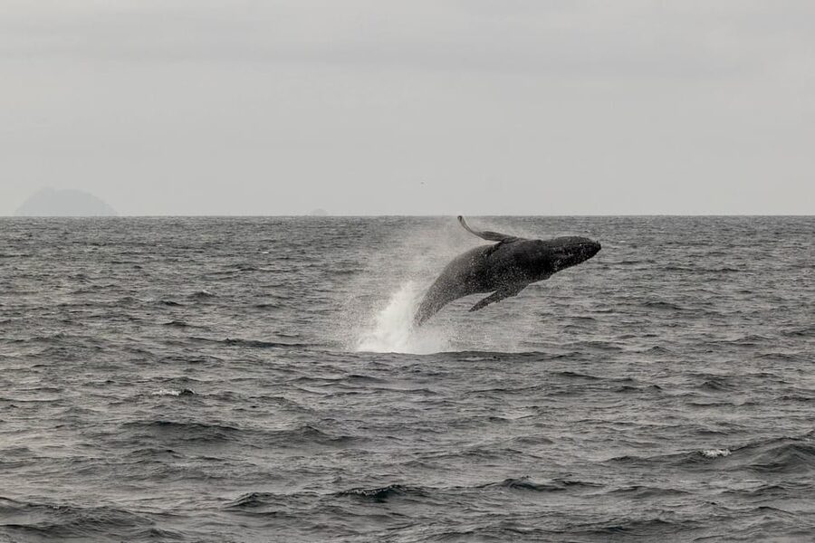 San Diego: Dolphin and Whale-Watching Sunset Cruise - Sunset arrives after the wildlife search