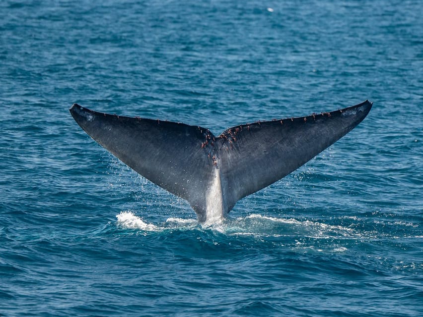 San Diego: Dolphin and Whale-Watching Sunset Cruise - Who will get the most from the $70 price