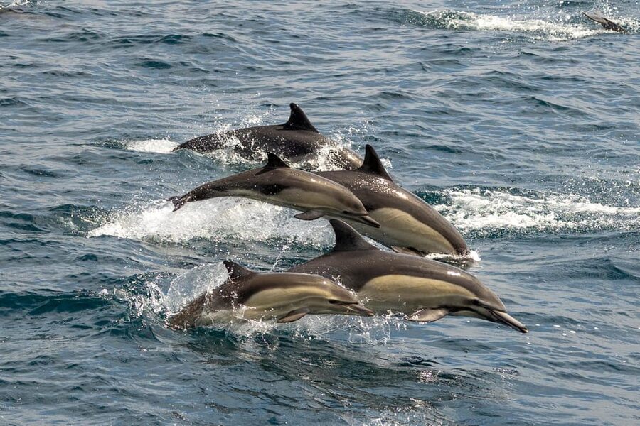 San Diego: Dolphin and Whale-Watching Sunset Cruise - Should you book this San Diego sunset cruise?