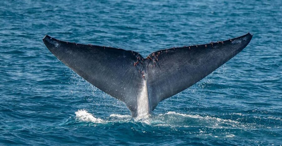 San Diego: Dolphin and Whale-Watching Sunset Cruise - Checking in between the water-sports and seafood businesses