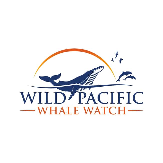 San Diego: Luxury Year-round Whale Watching & Dolphin Tour - Searching for whales, dolphins, and sea lions