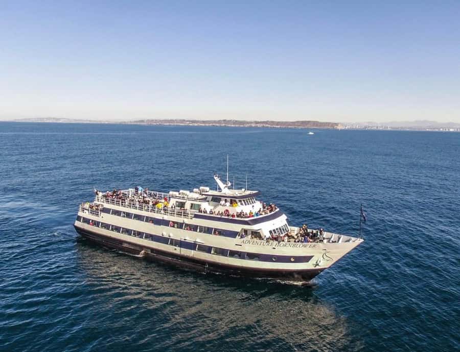San Diego: Whale and Dolphin Watching Cruise - A four-hour search on San Diego’s Pacific waters