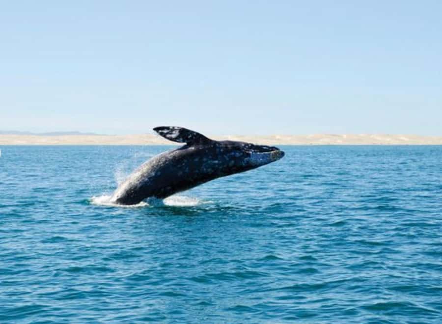 San Diego: Whale and Dolphin Watching Cruise - Dolphins, sea lions, sunfish, and seabirds