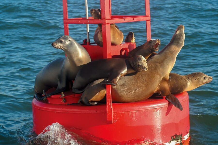 San Diego: Whale and Dolphin Watching Cruise - The real itinerary: harbor views, open water, and the return