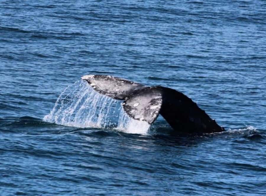 San Diego: Whale and Dolphin Watching Cruise - What you may see in each season