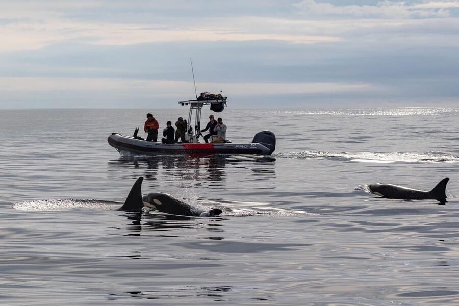 San Diego: Whale and Dolphin Watching Speedboat Tour - Key points to know before booking