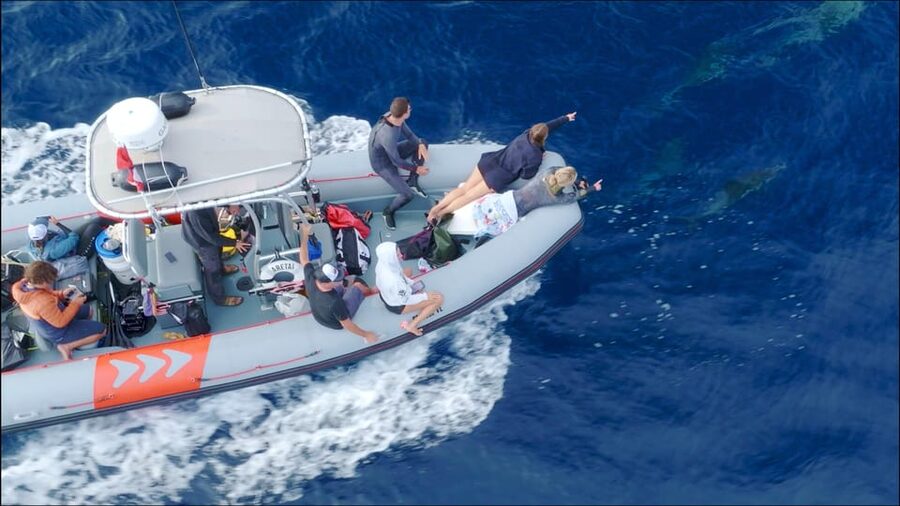 San Diego: Whale and Dolphin Watching Speedboat Tour - Simple ways to make the three hours better