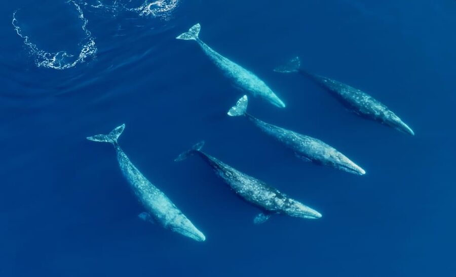 San Diego: Whale and Dolphin Watching Speedboat Tour - What you may see in each season