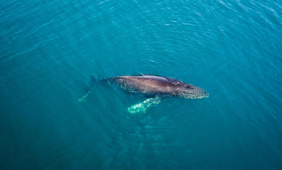 San Diego: Whale and Dolphin Watching Speedboat Tour - Dolphin encounters may be the real highlight