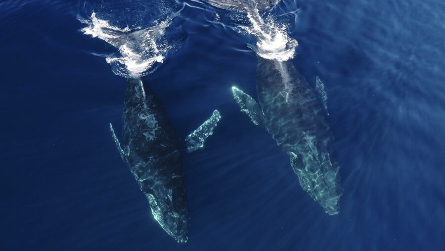 San Diego: Whale and Dolphin Watching Speedboat Tour - Guides, commentary, and the human side of the trip