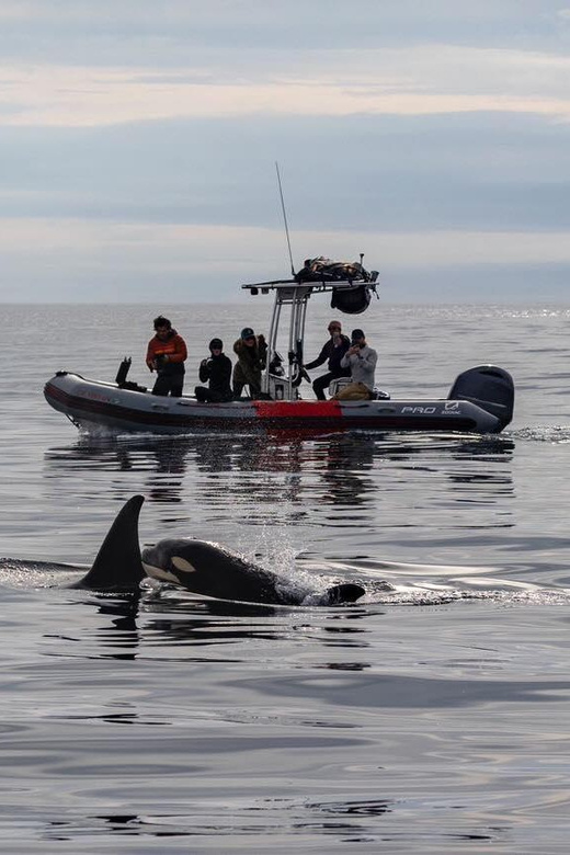 San Diego: Whale and Dolphin Watching Speedboat Tour - Is $188 a fair price?