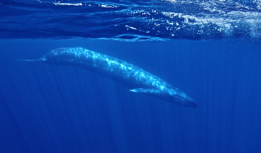 San Diego: Whale and Dolphin Watching Speedboat Tour - Who will enjoy this tour most?