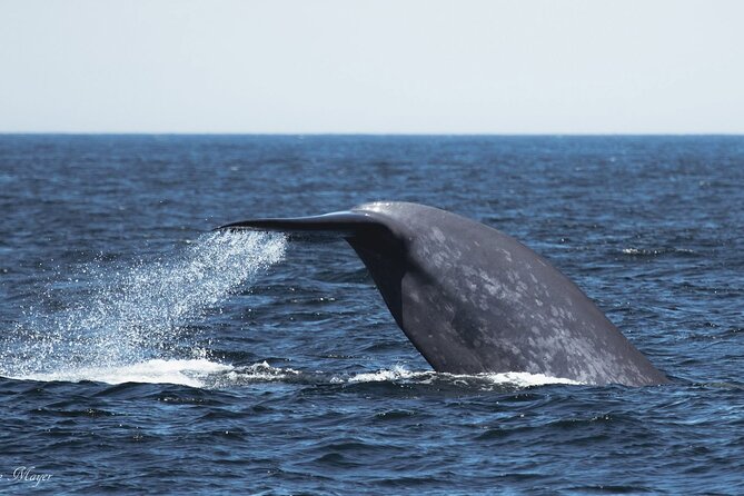 San Diego Whale/Dolphin Watching Cruise Aboard Luxury Vessel - Whale sightings are possible, never promised