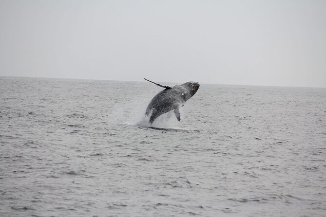 San Diego Whale/Dolphin Watching Cruise Aboard Luxury Vessel - Indoor comfort versus outdoor viewing