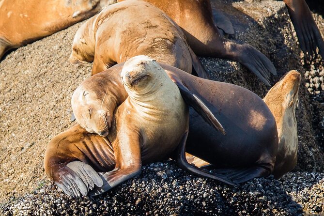 San Diego Whale/Dolphin Watching Cruise Aboard Luxury Vessel - Is $76 a fair price?