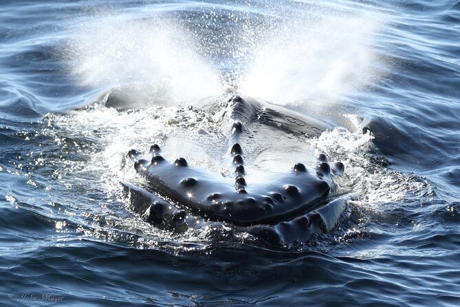 San Diego Whale/Dolphin Watching Cruise Aboard Luxury Vessel - The crew turns searching into part of the trip
