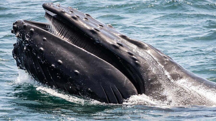 San Pedro: West Harbor LA Dolphin & Whale Watching Cruise - Key points to know before sailing