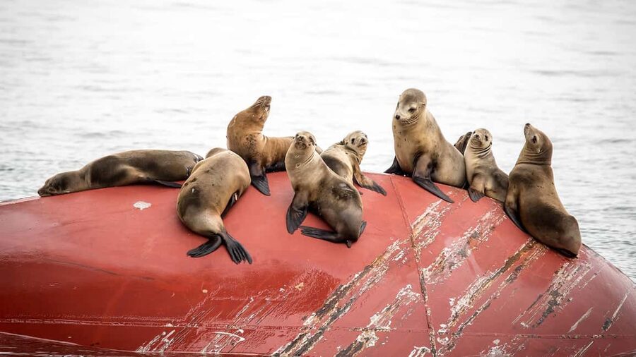 San Pedro: West Harbor LA Dolphin & Whale Watching Cruise - Commentary from naturalists and captains