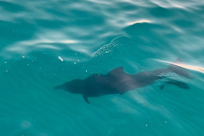 Sandestin Sunset Eco-Dolphin Cruise Aboard Sol y Luna - Booking and weather details that matter