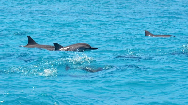 Santa Eulalia: Jet Ski Tour with Optional Dolphin Searching - Key points at a glance